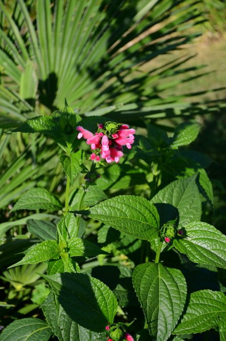 Salvia oxyphora
